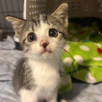 Gimley -  Domestic Short Hair Cat for Adoption in Columbia, Missouri - Gimley | PetCurious