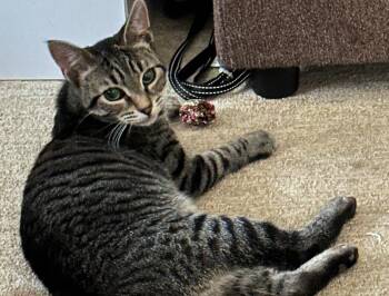 Rescue Domestic Short Hair Cats for Adoption in Honeoye, New York - Strudel | PetCurious