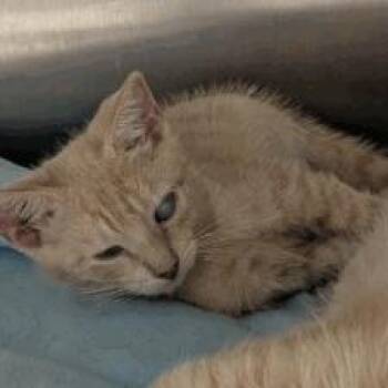 Richie -  Domestic Short Hair Cat for Adoption in New York, New York - Richie | PetCurious