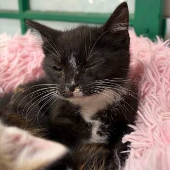 Bingus -  Domestic Short Hair Cat for Adoption in West Point, Mississippi - Bingus | PetCurious