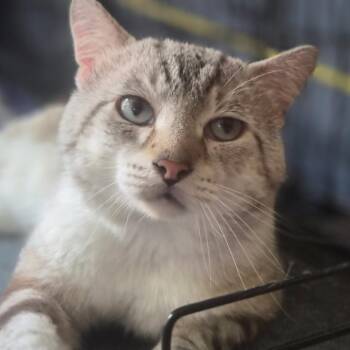 Handsome Tom -  Siamese and Domestic Short Hair Cat for Adoption in Titusville, Florida - Handsome Tom | PetCurious