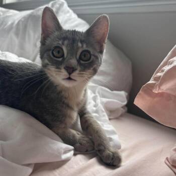 Sugar -  Domestic Short Hair Cat for Adoption in Chicago, Illinois - Sugar | PetCurious