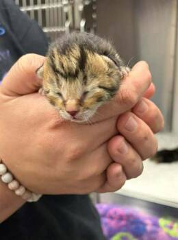 Domestic Short Hair Cats Available for Adoption in Republic, Missouri - Rooster | PetCurious