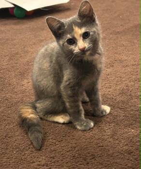 Angie -  Domestic Short Hair Cat for Adoption in Wading River, New York - Angie | PetCurious