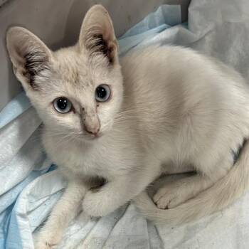 Starlight Samba -  Domestic Short Hair Cat for Adoption in Boerne, Texas - Starlight Samba | PetCurious