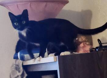 Hunter -  Domestic Short Hair Cat for Adoption in Mount Pleasant, Texas - Hunter | PetCurious