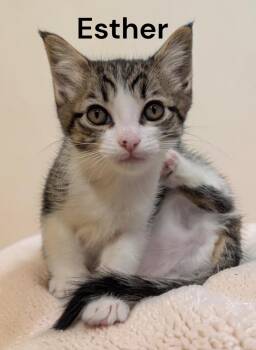 Esther -  Tabby Cat for Adoption in Weems, Virginia - Esther | PetCurious