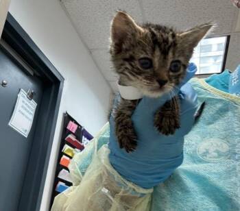 Bronx -  Domestic Short Hair Cat for Adoption in New York, New York - Bronx | PetCurious