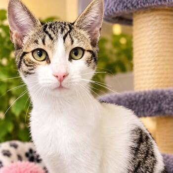 Smooch -  Domestic Short Hair and Tabby Cat for Adoption in Antioch, California - Smooch | PetCurious