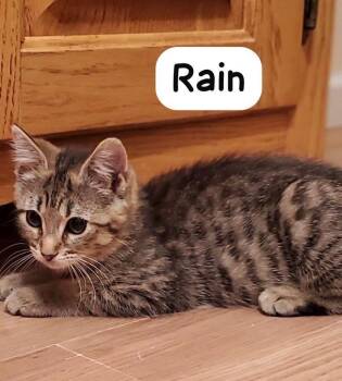 Rain -  Domestic Short Hair Cat for Adoption in Hazlet, New Jersey - Rain | PetCurious