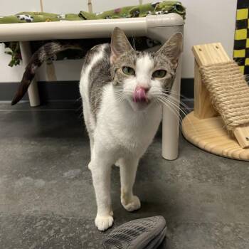Catarina -  Domestic Medium Hair Cat for Adoption in Dickinson, Texas - Catarina | PetCurious