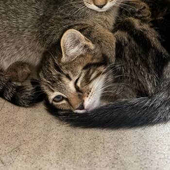 Chandler -  Domestic Medium Hair Cat for Adoption in Reno, Nevada - Chandler | PetCurious