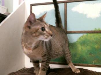 A2089294 -  Domestic Short Hair Cat for Adoption in Houston, Texas - A2089294 | PetCurious