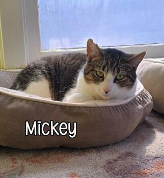 Domestic Short Hair Cats Available for Adoption - Mickey | PetCurious