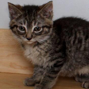 Domestic Short Hair Cats Available for Adoption in Minnetonka, Minnesota - Floatie C69620 | PetCurious