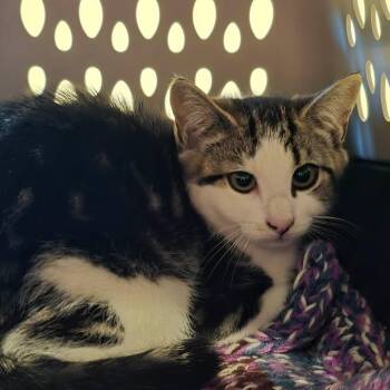 Ferncloud -  Domestic Short Hair Cat for Adoption in Winthrop, Maine - Ferncloud | PetCurious