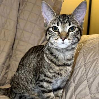Pumpkin -  Domestic Short Hair Cat for Adoption in Huntsville, Alabama - Pumpkin | PetCurious