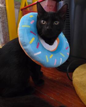 Rescue Domestic Short Hair Cats for Adoption in Columbus, Ohio - Rosalie | PetCurious