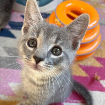Soot -  Domestic Short Hair Cat for Adoption in Harrisonburg, Virginia - Soot | PetCurious