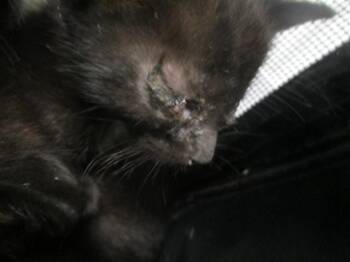 A385143 -  Domestic Short Hair Cat for Adoption in Ocala, Florida - A385143 | PetCurious