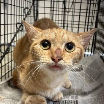TUSC-Wildlife-84973 -  Domestic Short Hair Cat for Adoption in Tuscaloosa, Alabama - TUSC-Wildlife-84973 | PetCurious