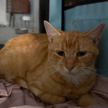 Rescue Domestic Short Hair Cats for Adoption in Winchester, Virginia - Jane | PetCurious