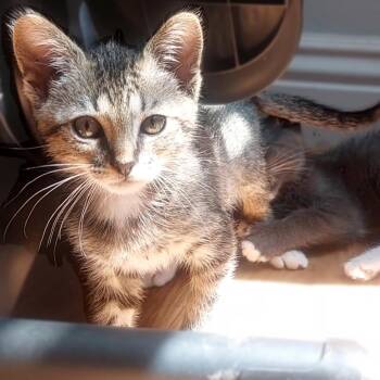 Velcro -  Domestic Short Hair Cat for Adoption in Los Angeles, California - Velcro | PetCurious