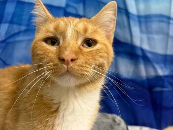 Huntsman -  Tabby and Domestic Short Hair Cat for Adoption in Republic, Washington - Huntsman | PetCurious