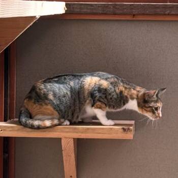 SUGAR -  Domestic Short Hair Cat for Adoption in Richmond, California - SUGAR | PetCurious