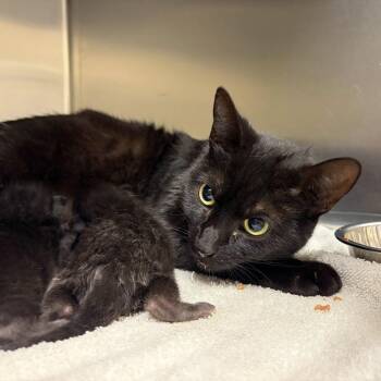 Yahtzee -  Domestic Short Hair Cat for Adoption in Asheville, North Carolina - Yahtzee | PetCurious