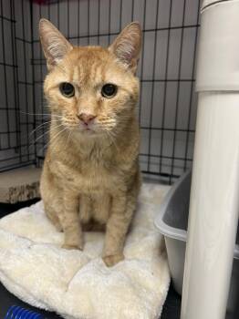 Sunny -  Domestic Short Hair Cat for Adoption in Cape May, New Jersey - Sunny | PetCurious