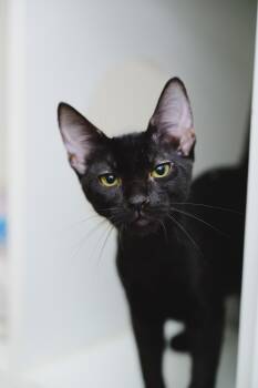 Sabrina -  Domestic Short Hair Cat for Adoption in Honolulu, Hawaii - Sabrina | PetCurious