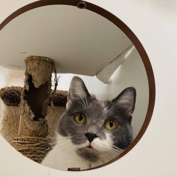 Dumpling & Wonton -  Domestic Short Hair Cat for Adoption in Cincinnati, Ohio - Dumpling & Wonton | PetCurious