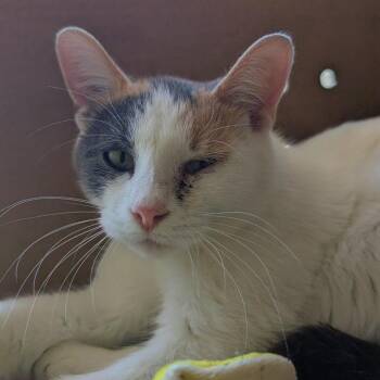 Domestic Medium Hair Cats Available for Adoption in West Olive, Michigan - Dawn | PetCurious