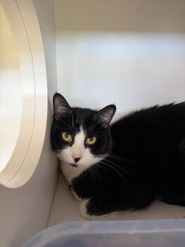 Peanut -  Domestic Short Hair Cat Available for Adoption in Hyde Park, New York - Peanut | PetCurious