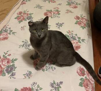 Domestic Short Hair Cats Available for Adoption in Cincinnati, Ohio - Crab Apple | PetCurious