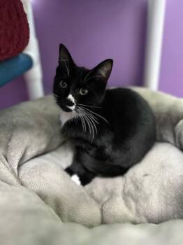 Cosmo -  Domestic Medium Hair and Domestic Short Hair Cat for Adoption in North Miami Beach, Florida - Cosmo | PetCurious