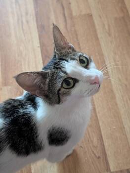Fontina -  Domestic Short Hair Cat for Adoption in Ben Avon, Pennsylvania - Fontina | PetCurious