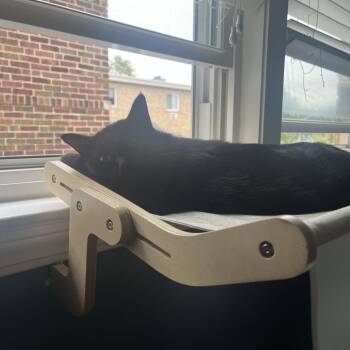 Monsoon -  Domestic Short Hair Cat for Adoption in Evanston, Illinois - Monsoon | PetCurious