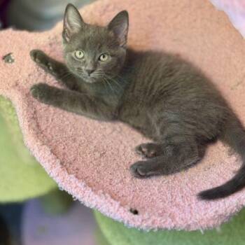 Domestic Medium Hair Cats Available for Adoption in Fishers, Indiana - Raven Johnson | PetCurious