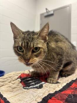 BILLY -  Domestic Short Hair Cat for Adoption in Indianapolis, Indiana - BILLY | PetCurious