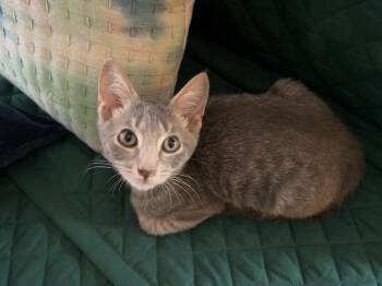 Rescue Domestic Short Hair Cats for Adoption in Catasauqua, Pennsylvania - Bowie | PetCurious