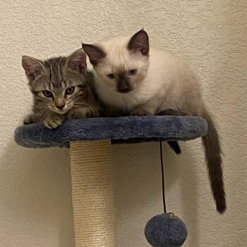 Truffles (Bonded with Marshmallow) -  Domestic Short Hair Cat for Adoption in San Tan Valley, Arizona - Truffles (Bonded With Marshmallow) | PetCurious
