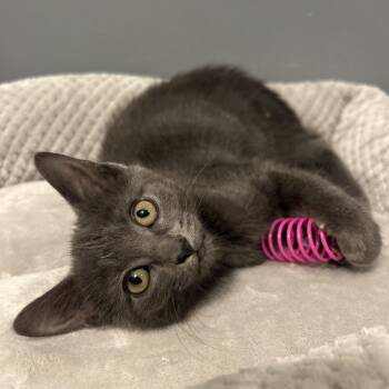 Dolce -  Domestic Short Hair Cat for Adoption in Columbus, Ohio - Dolce | PetCurious