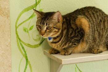 Pong -  Domestic Short Hair Cat for Adoption in Hot Springs, Arkansas - Pong | PetCurious