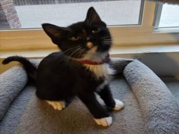 Rescue Domestic Short Hair Cats for Adoption in Woodland, California - *SCARLET | PetCurious