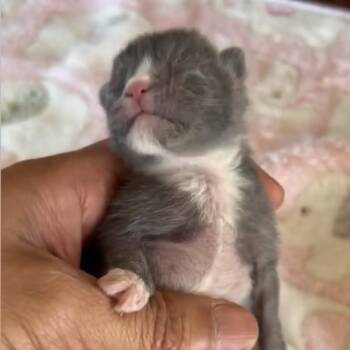 Domestic Short Hair Cats Available for Adoption in Los Angeles, California - Lollipop | PetCurious