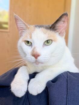 Ophelia -  Domestic Short Hair Cat Available for Adoption in Menomonie, Wisconsin - Ophelia | PetCurious
