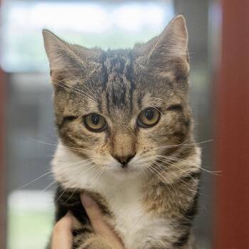 Domestic Short Hair Cats Available for Adoption - Chicken | PetCurious