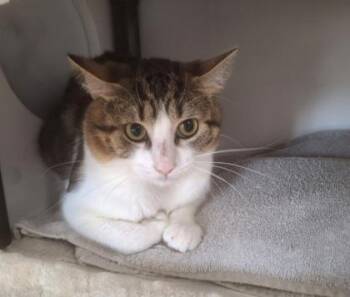 Seahorse -  Domestic Short Hair Cat for Adoption in Gwinn, Michigan - Seahorse | PetCurious